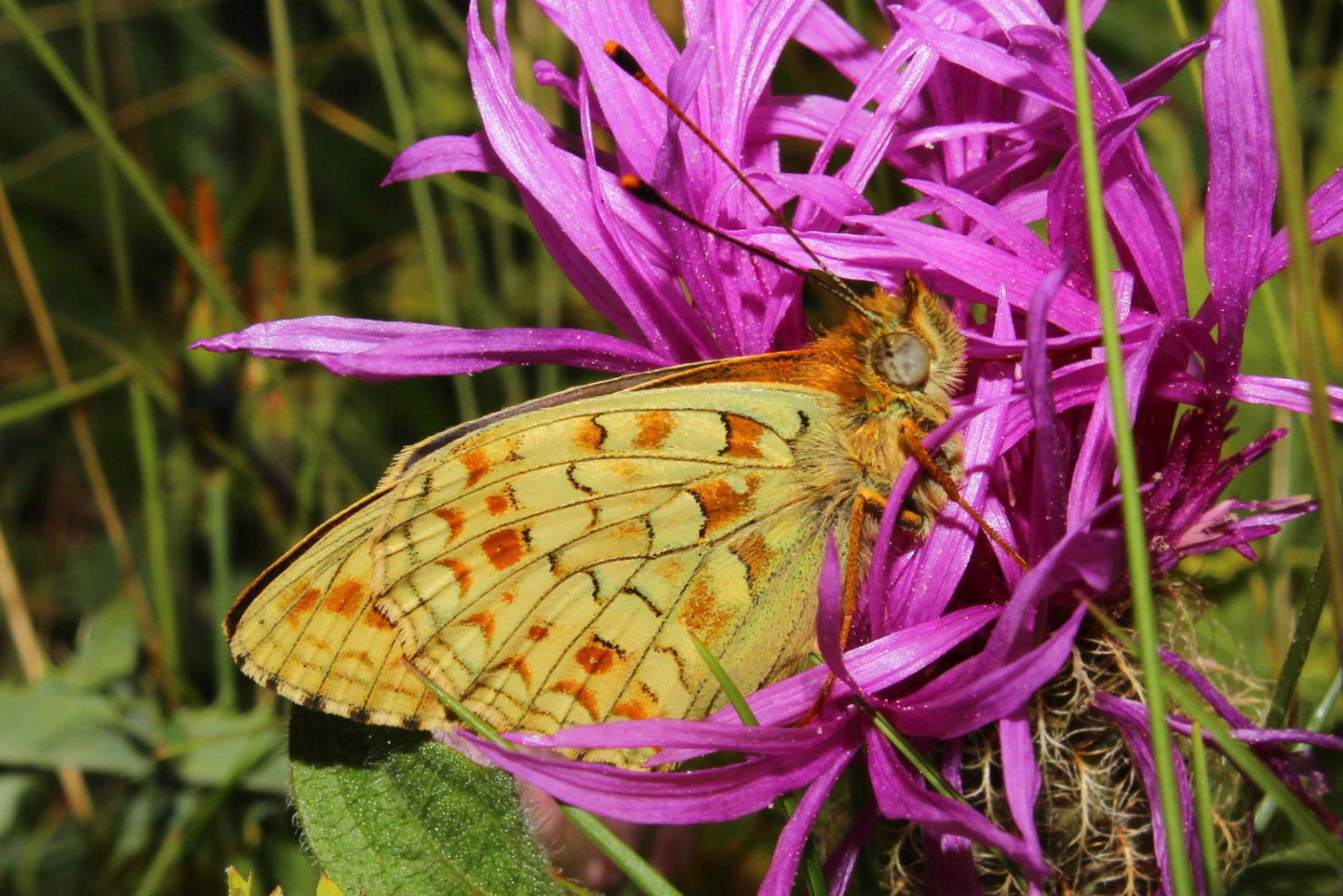 Nymphalidae ?  - Argynnis adippe f. cleodoxa